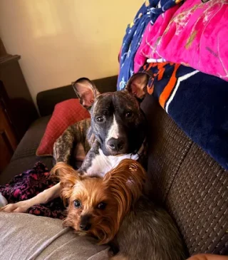 Two dogs being transported to an appointment